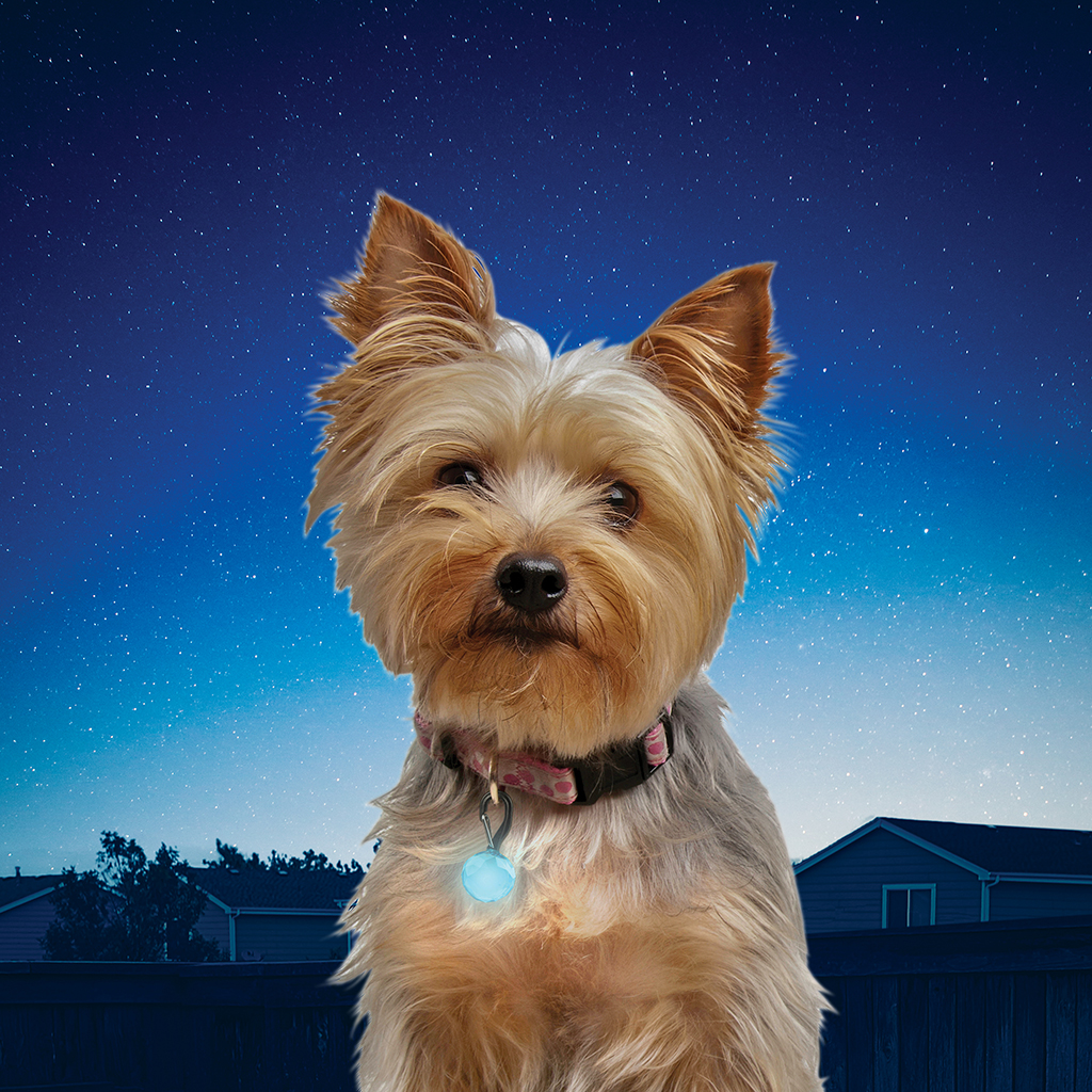 Nite Ize PetLit Collar Light - Turquoise Jewel