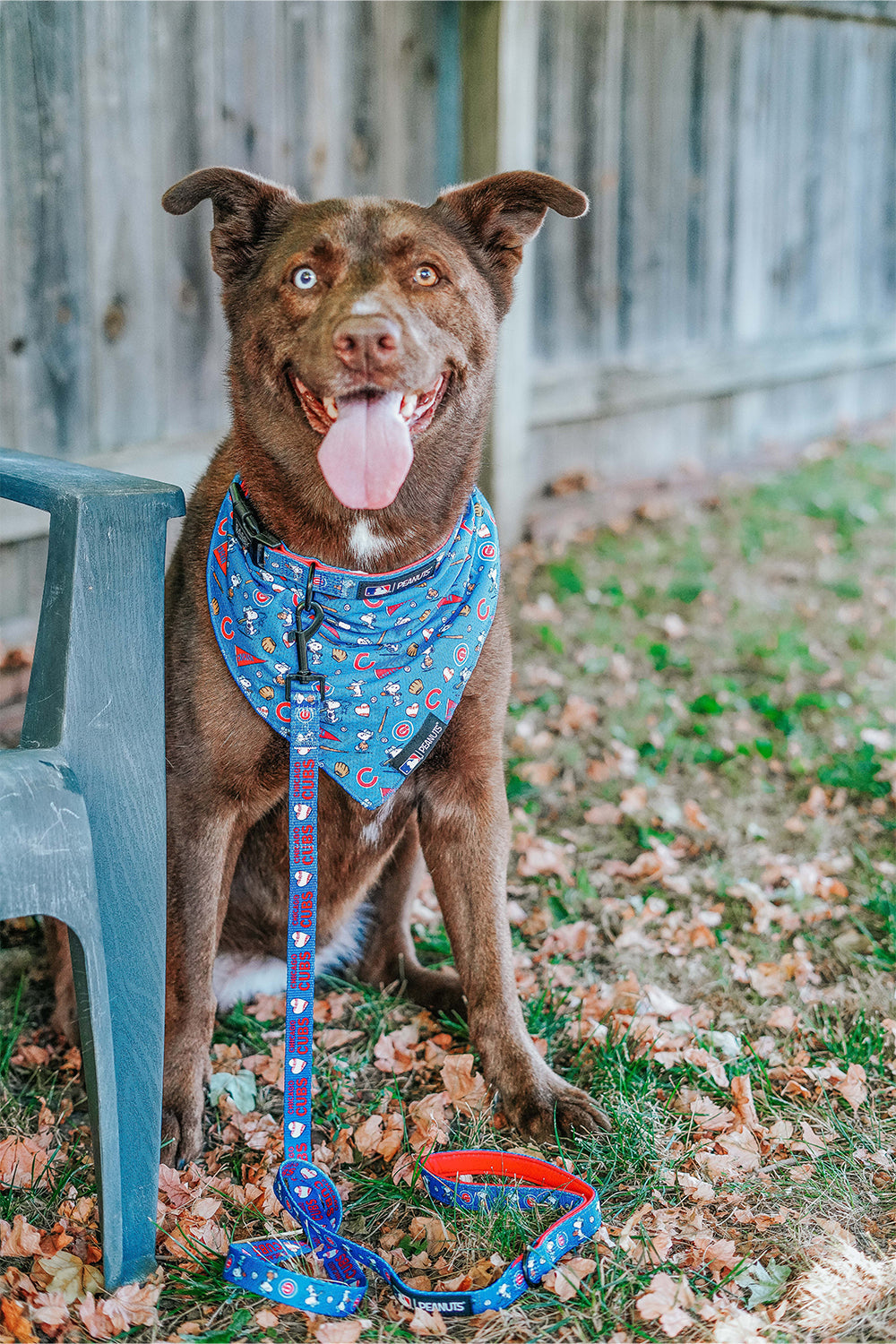 Harness Three Piece Bundle - MLB™ x Peanuts™ Chicago Cubs™