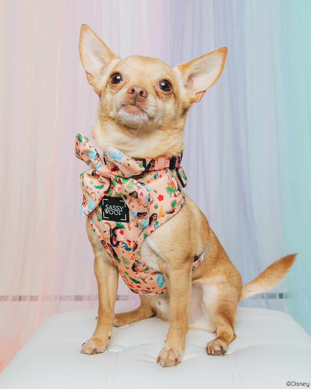 Dog Sailor Bow - Disney's Moana
