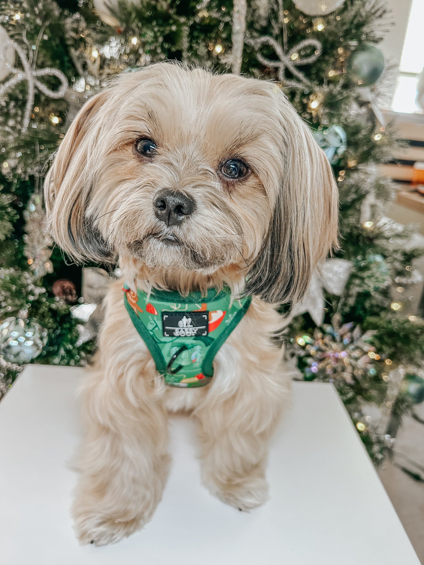Dog Two Piece Bundle - Elf™