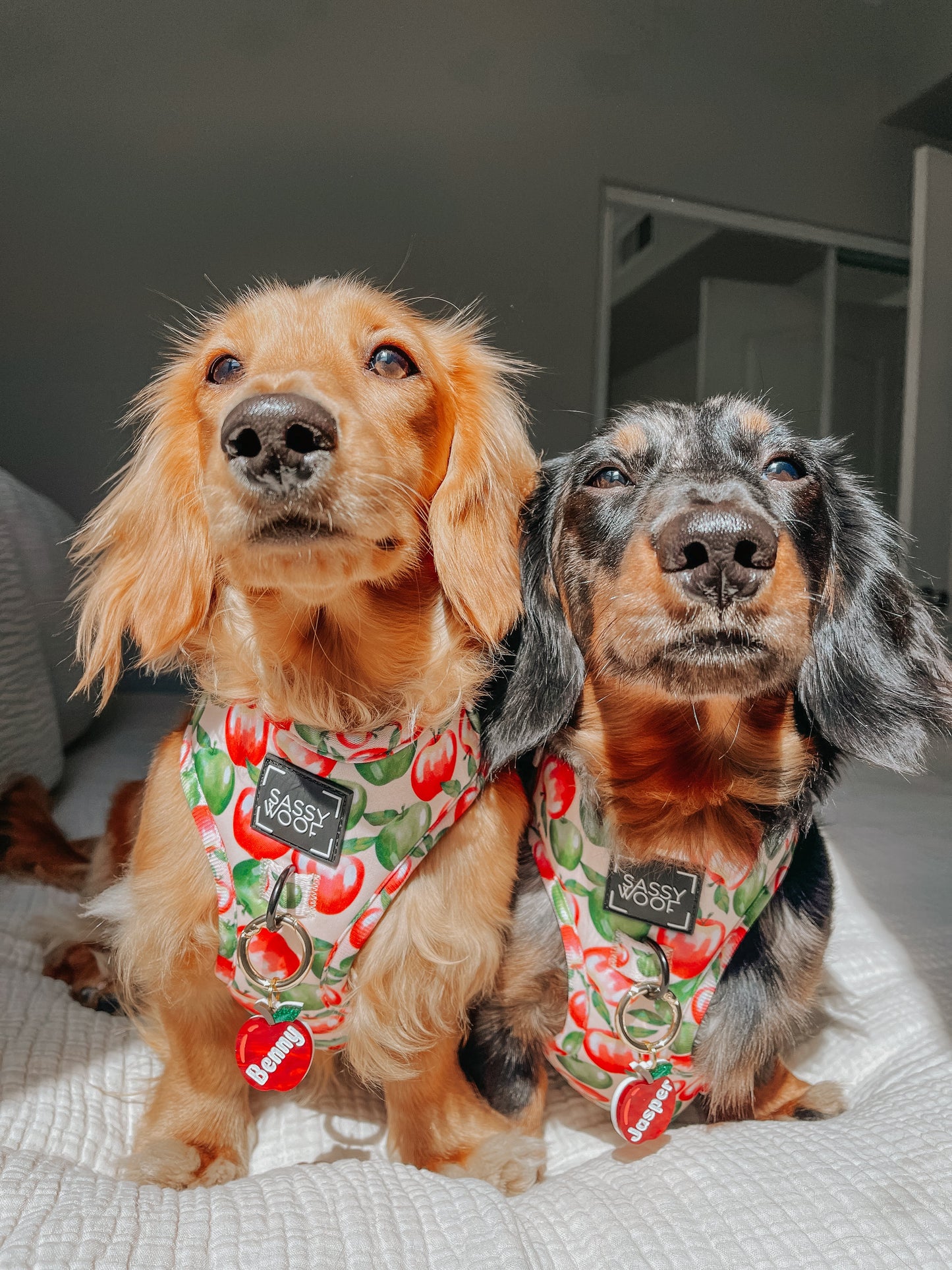 Dog Two Piece Bundle - Apple of My Eye
