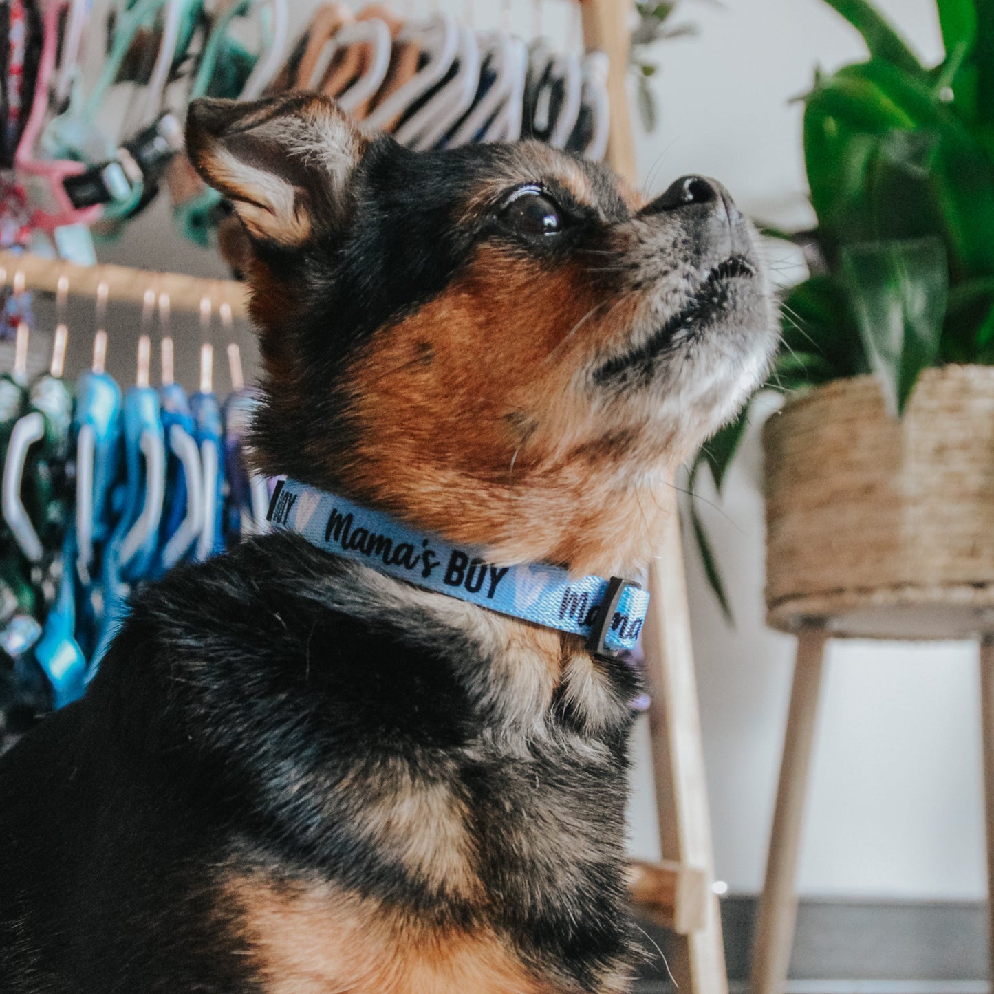 Dog Three Piece Bundle - Mama's Boy