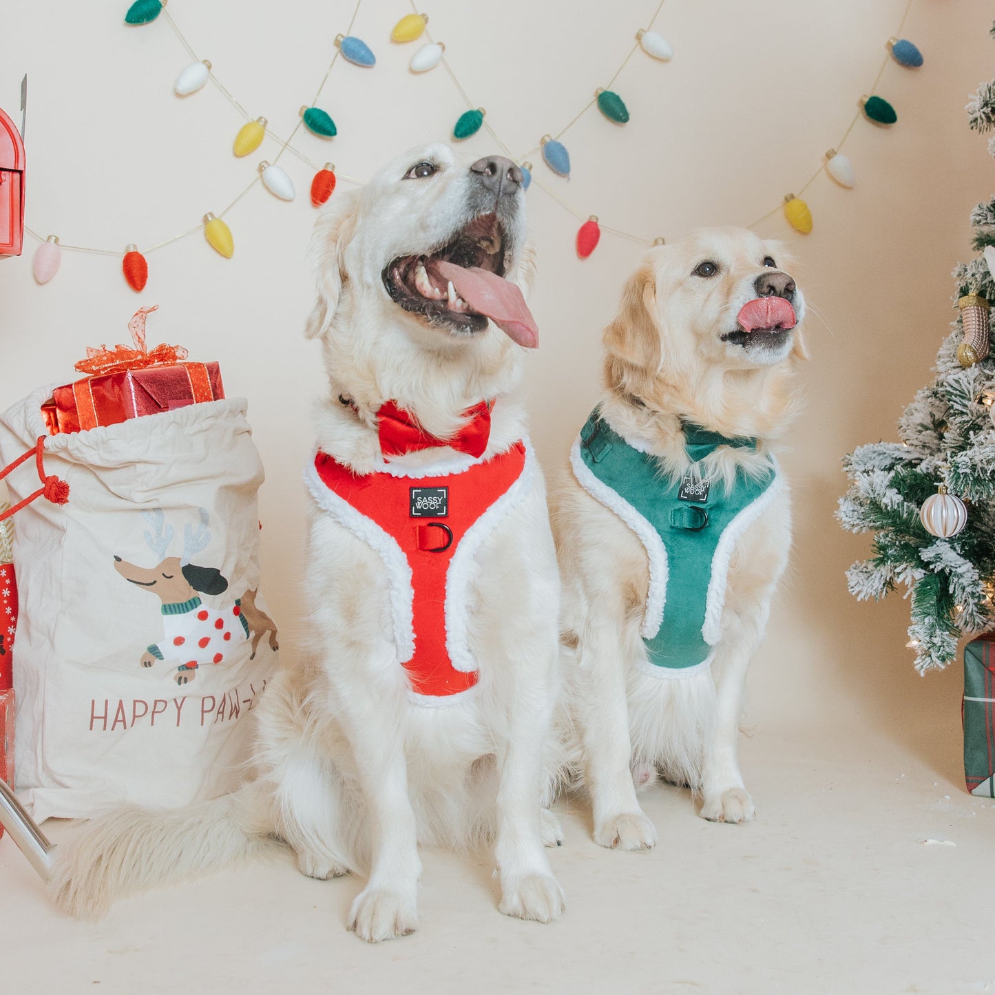 Dog Two Piece Bundle - Nice