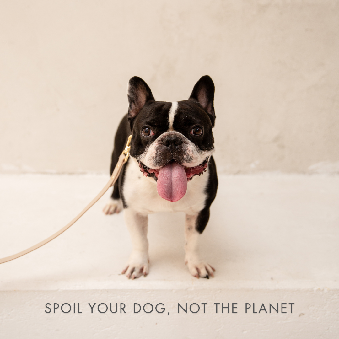 Nina Woof - Collar - Air Tag Enabled - Vegan Leather - Cupertino
