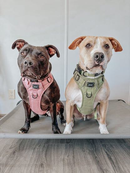 Dog Two Piece Bundle - Matcha