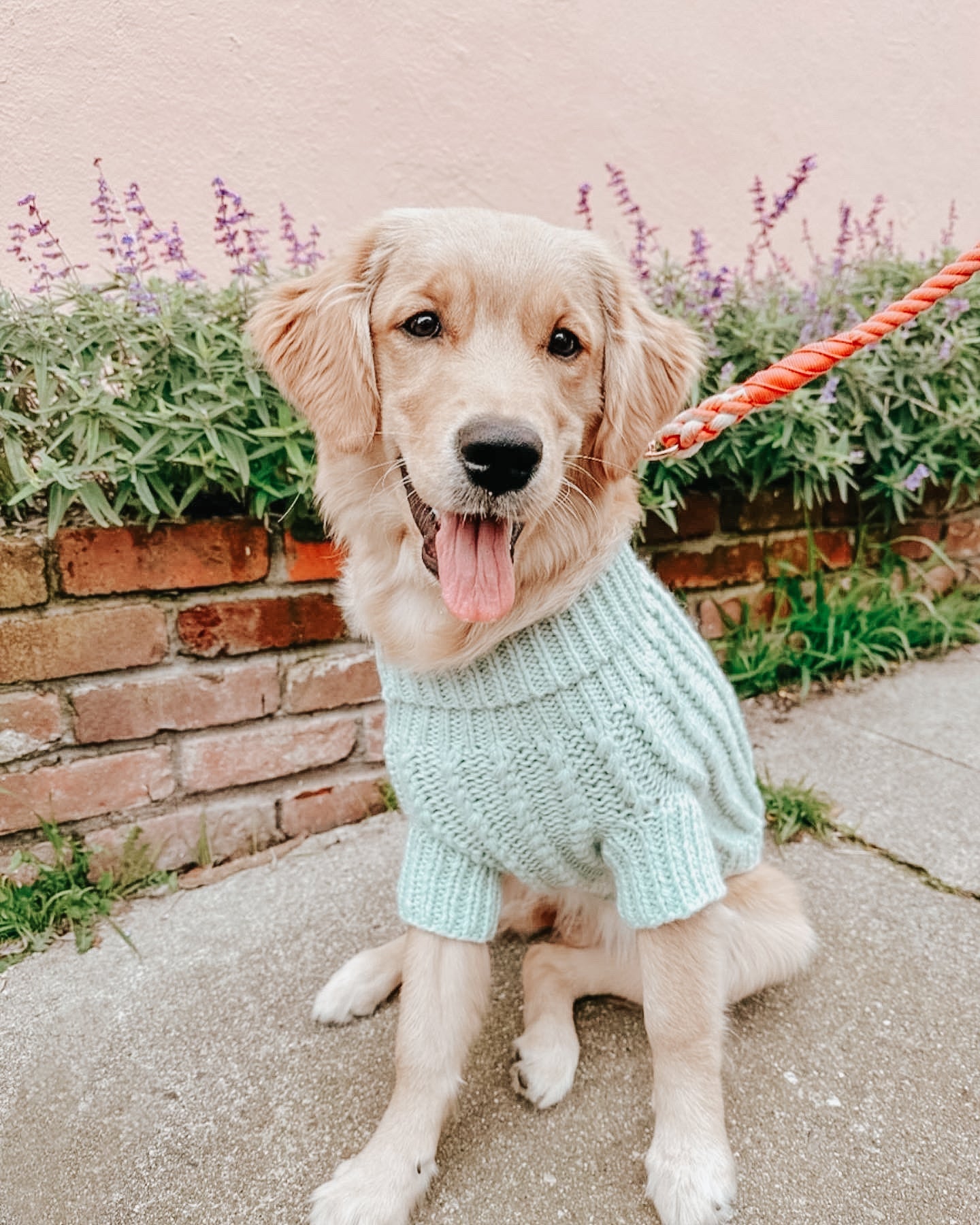 Pet Cable Knit Sweater - Mint