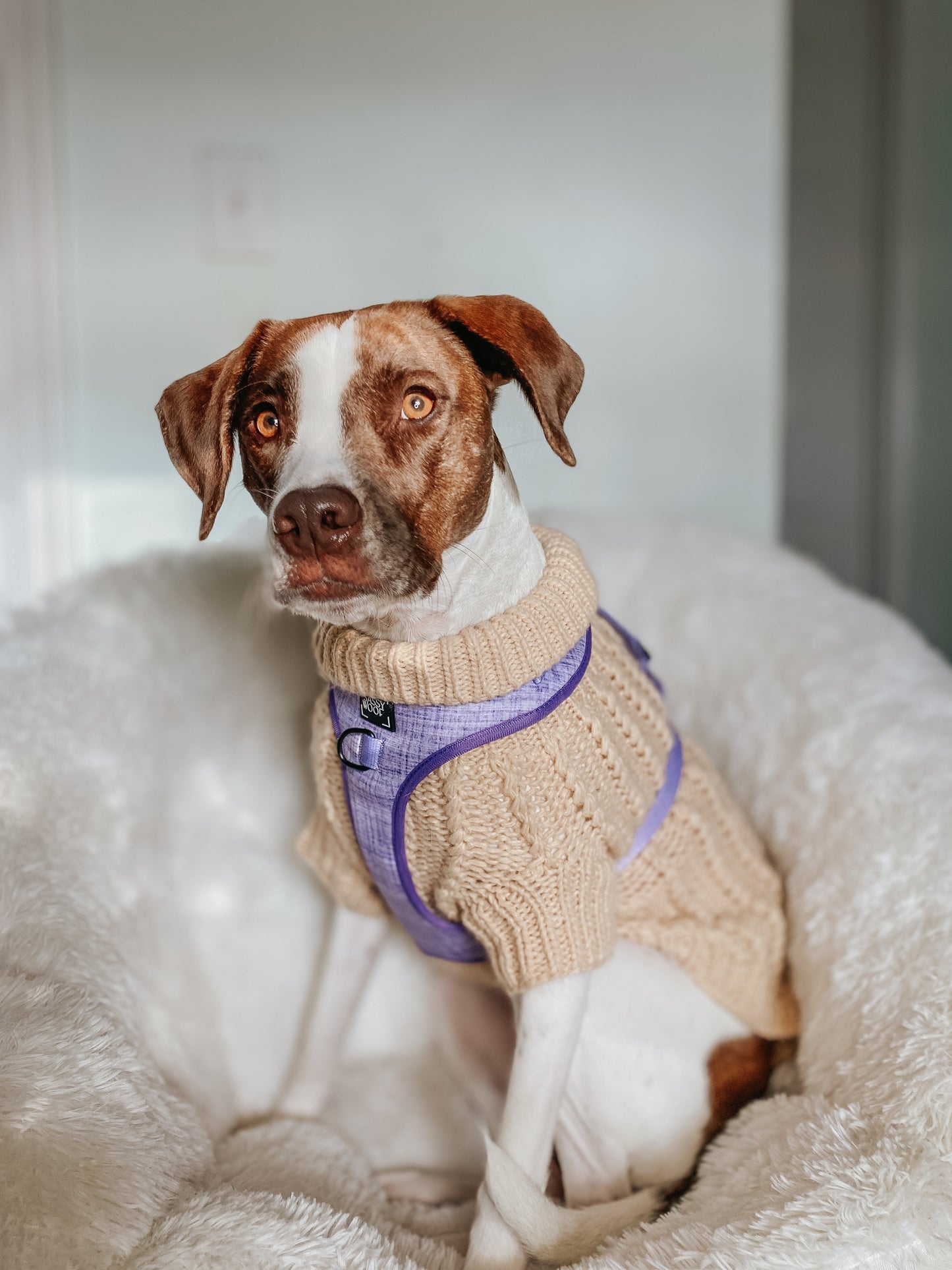 Pet Cable Knit Sweater - Beige
