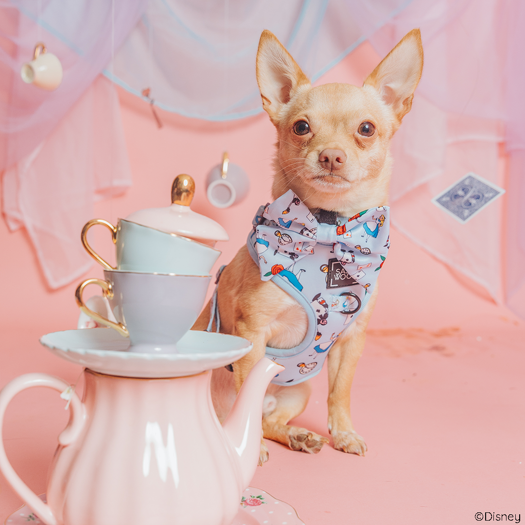 Dog Sailor Bow - Alice in Wonderland (Blue)