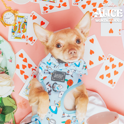 Dog Four Piece Bundle - Alice in Wonderland (Blue)