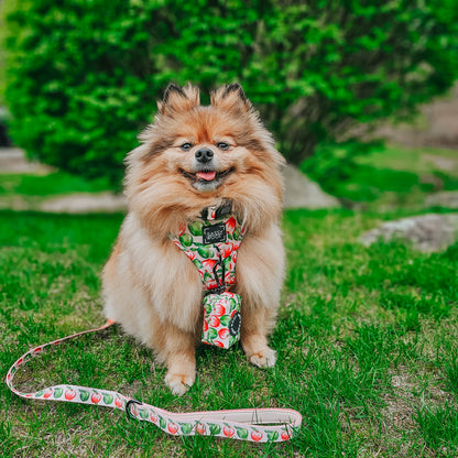 Dog Two Piece Bundle -  Apple of My Eye