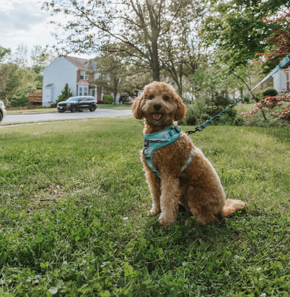 Dog Two Piece Bundle - Barks & Caicos