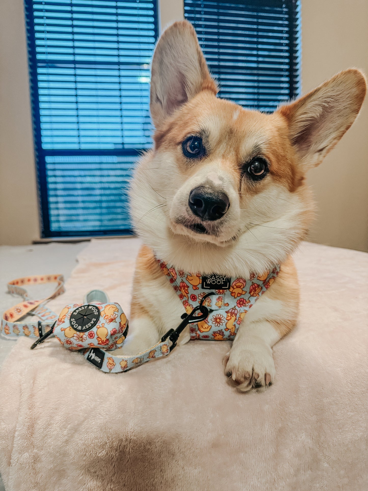 Dog Four Piece Bundle - Good Duck, Babe!