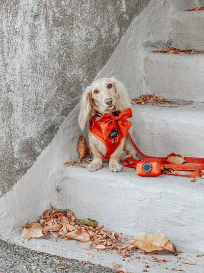 Dog Four Piece Bundle - Foxy