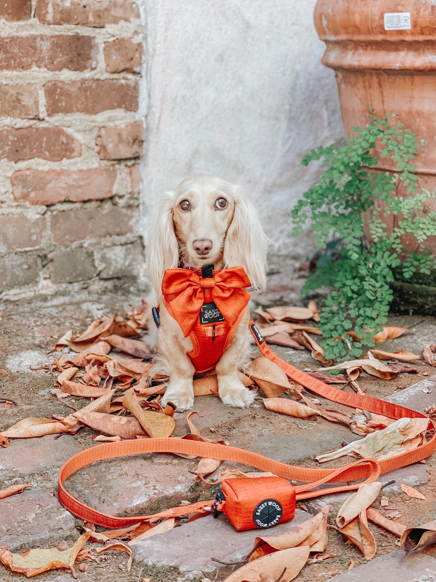 Dog Four Piece Bundle - Foxy