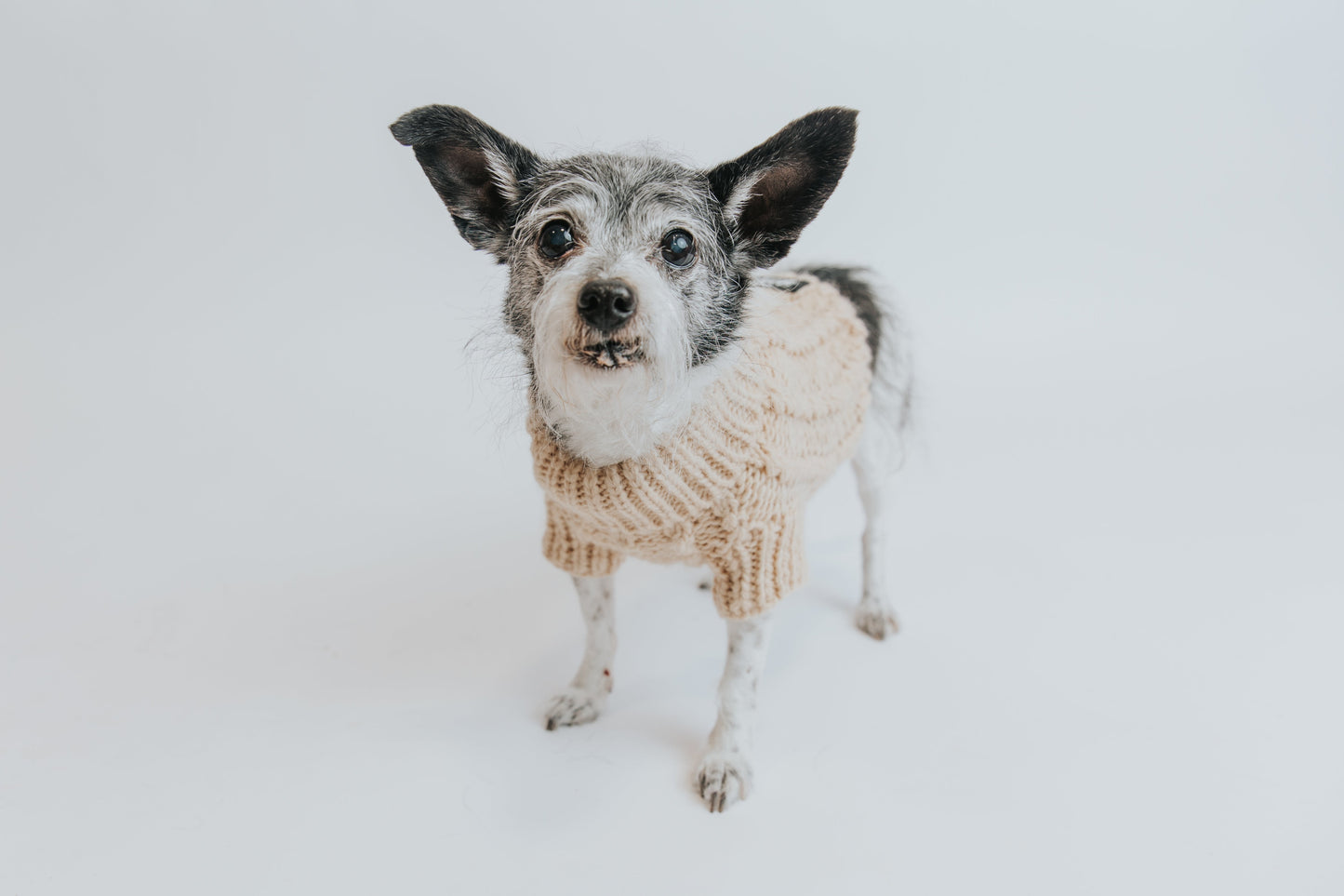 Pet Cable Knit Sweater - Beige