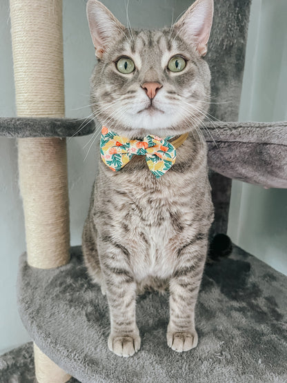 Cat Bowtie - Zest Friends