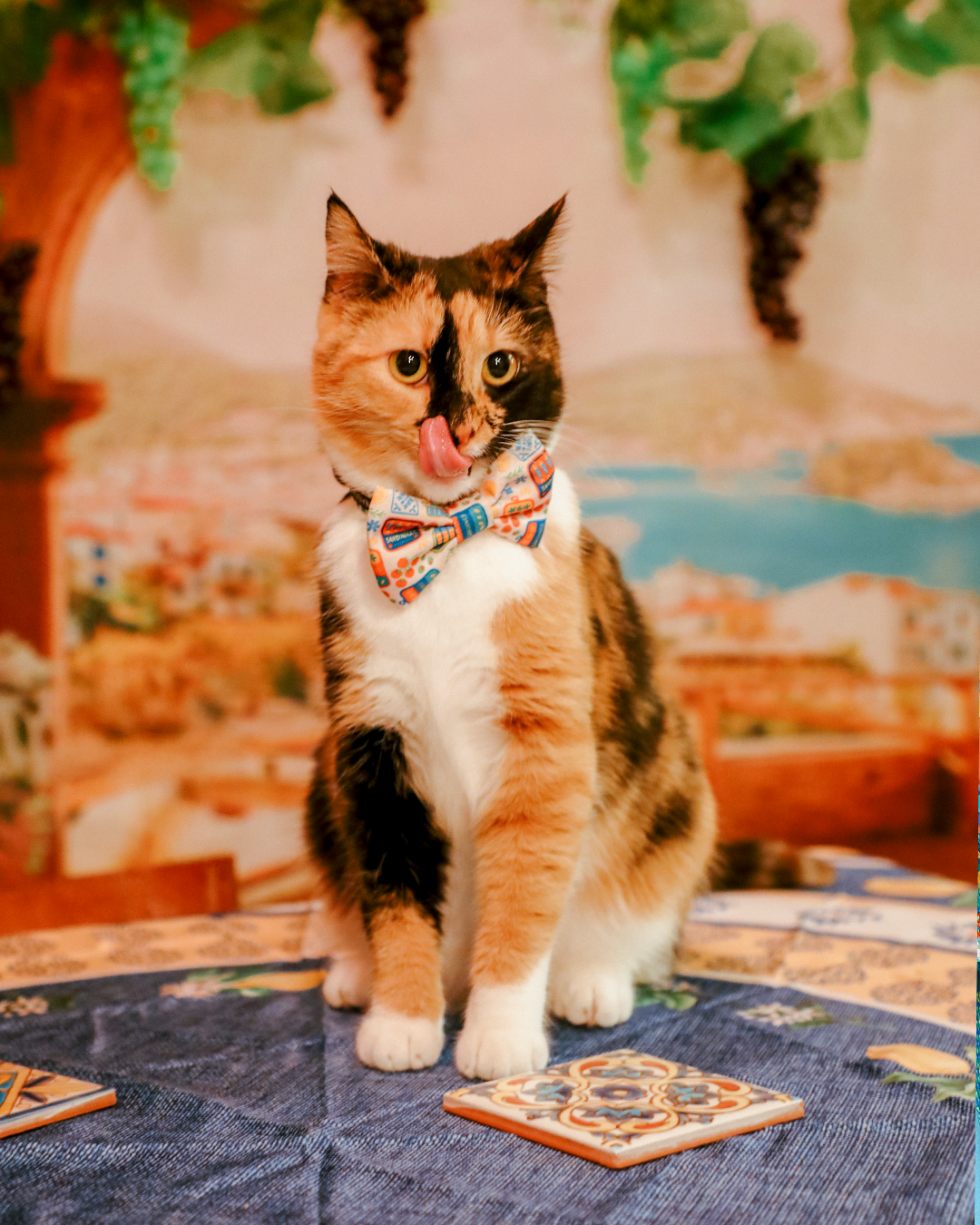Cat Collar - Portofino