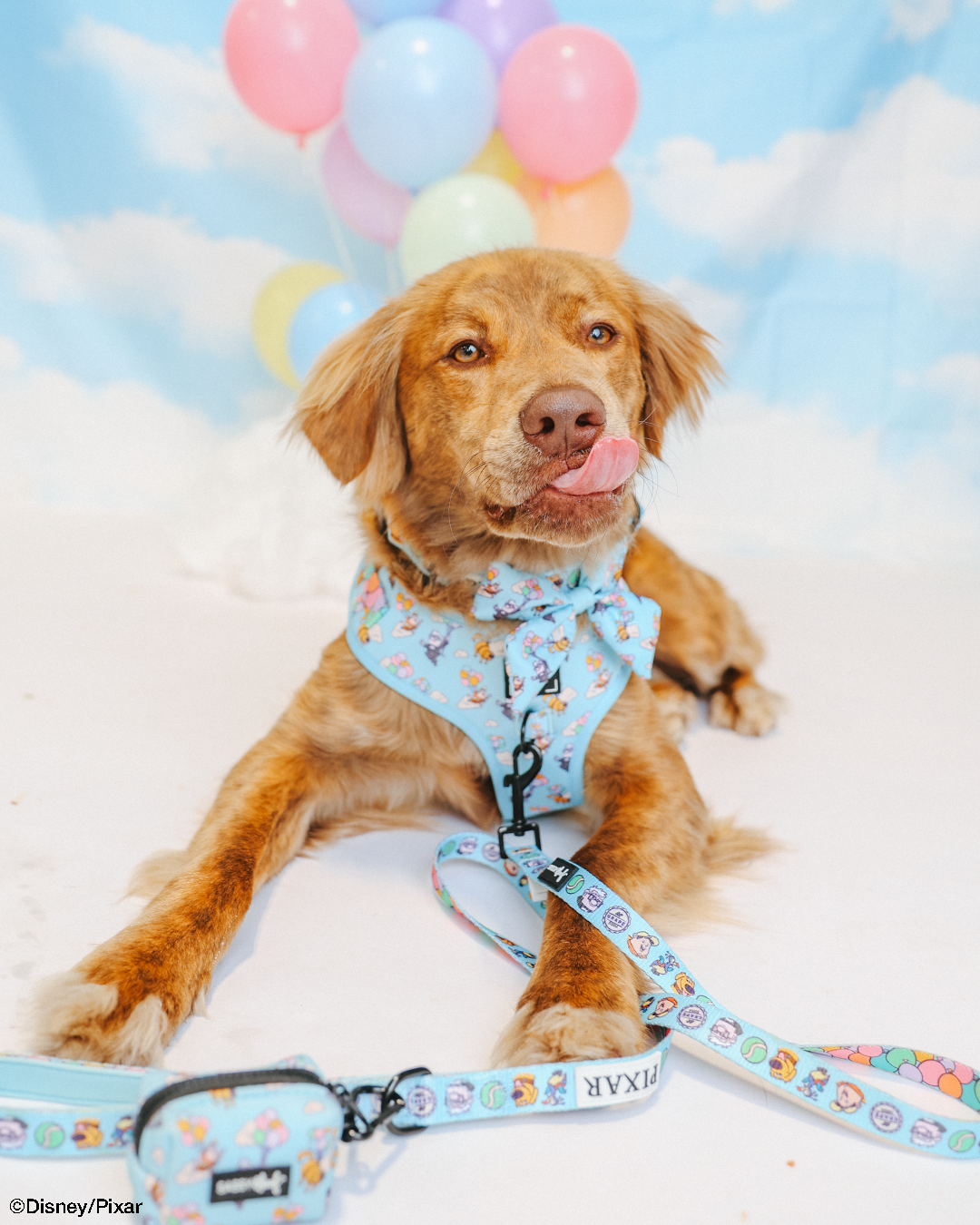 Dog Collar Three Piece Bundle - Disney and Pixar's Up