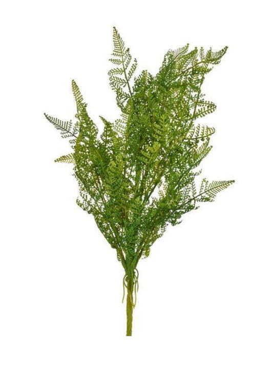 21.5 Fern bush