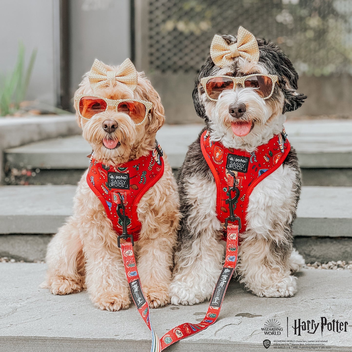 Dog Two Piece Bundle -  Harry Potter™