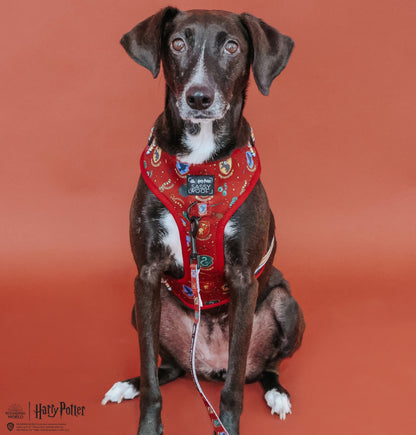 Dog Two Piece Bundle -  Harry Potter™