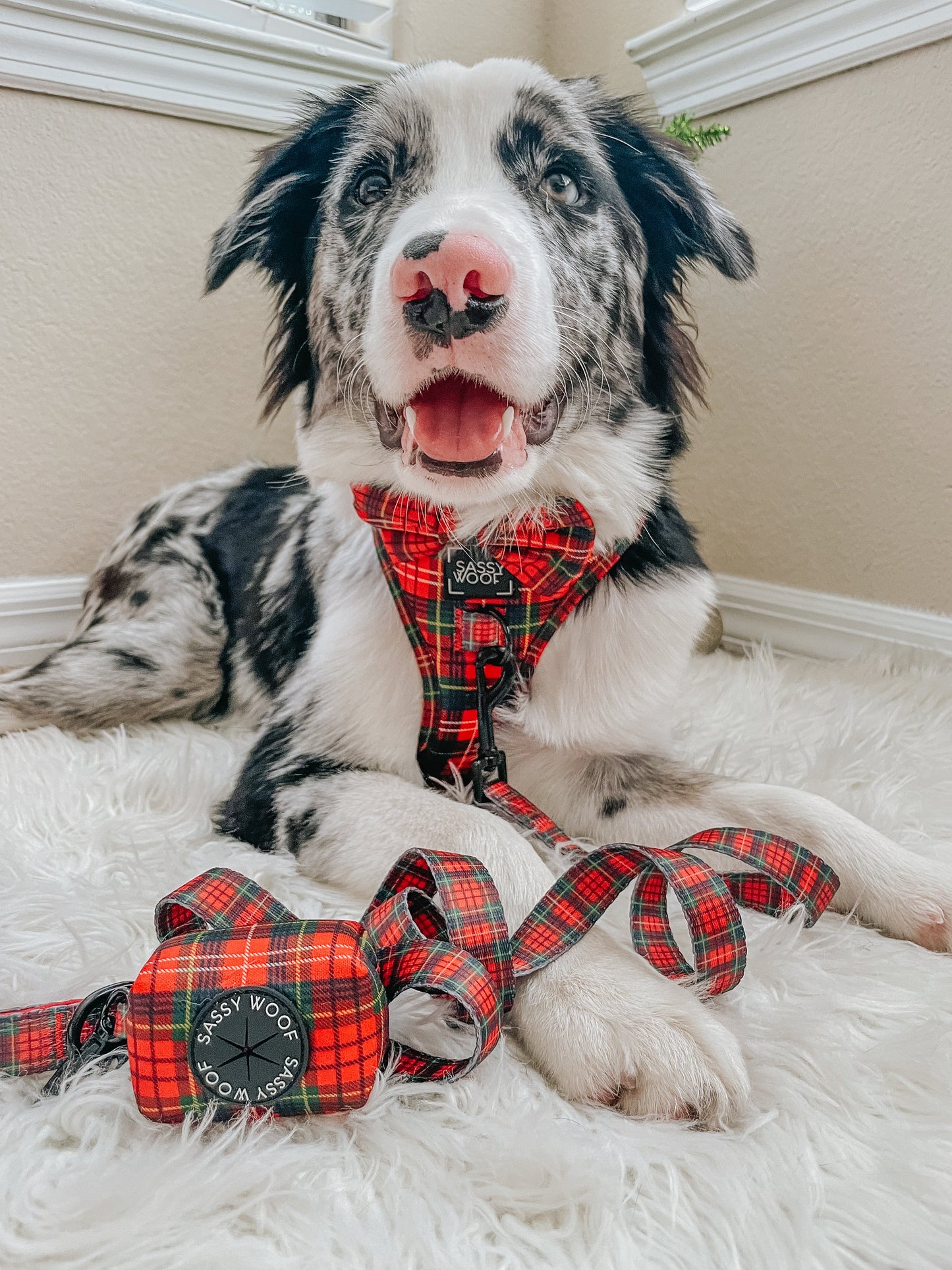 Dog Four Piece Bundle - Deck the Paws