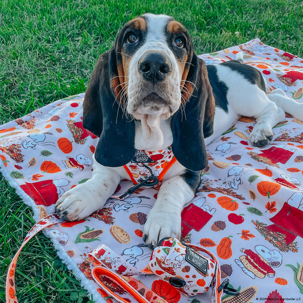 Dog Four Piece Bundle - Peanuts™ Harvest