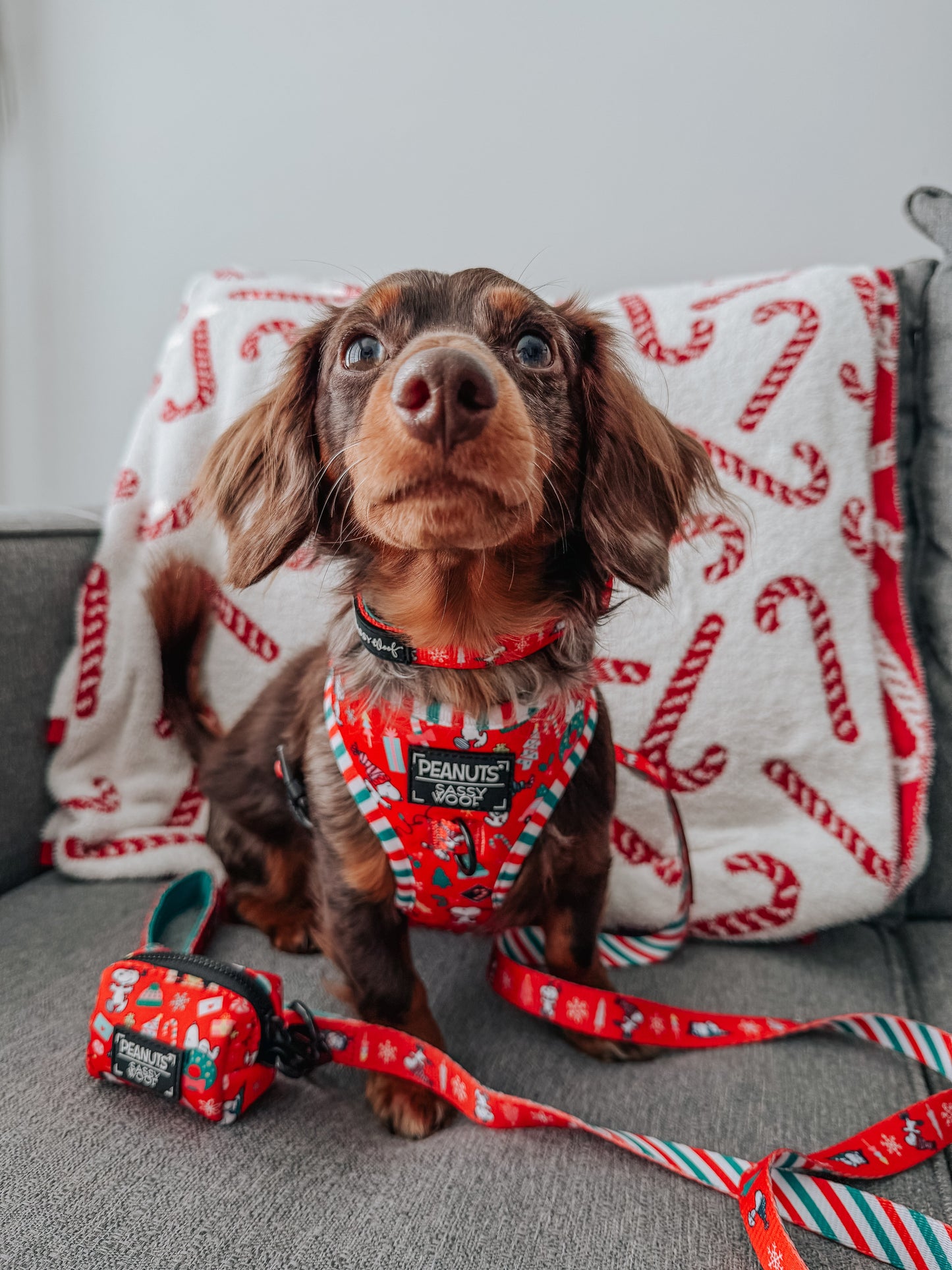 Dog Two Piece Bundle - Peanuts™ Beagle Bells