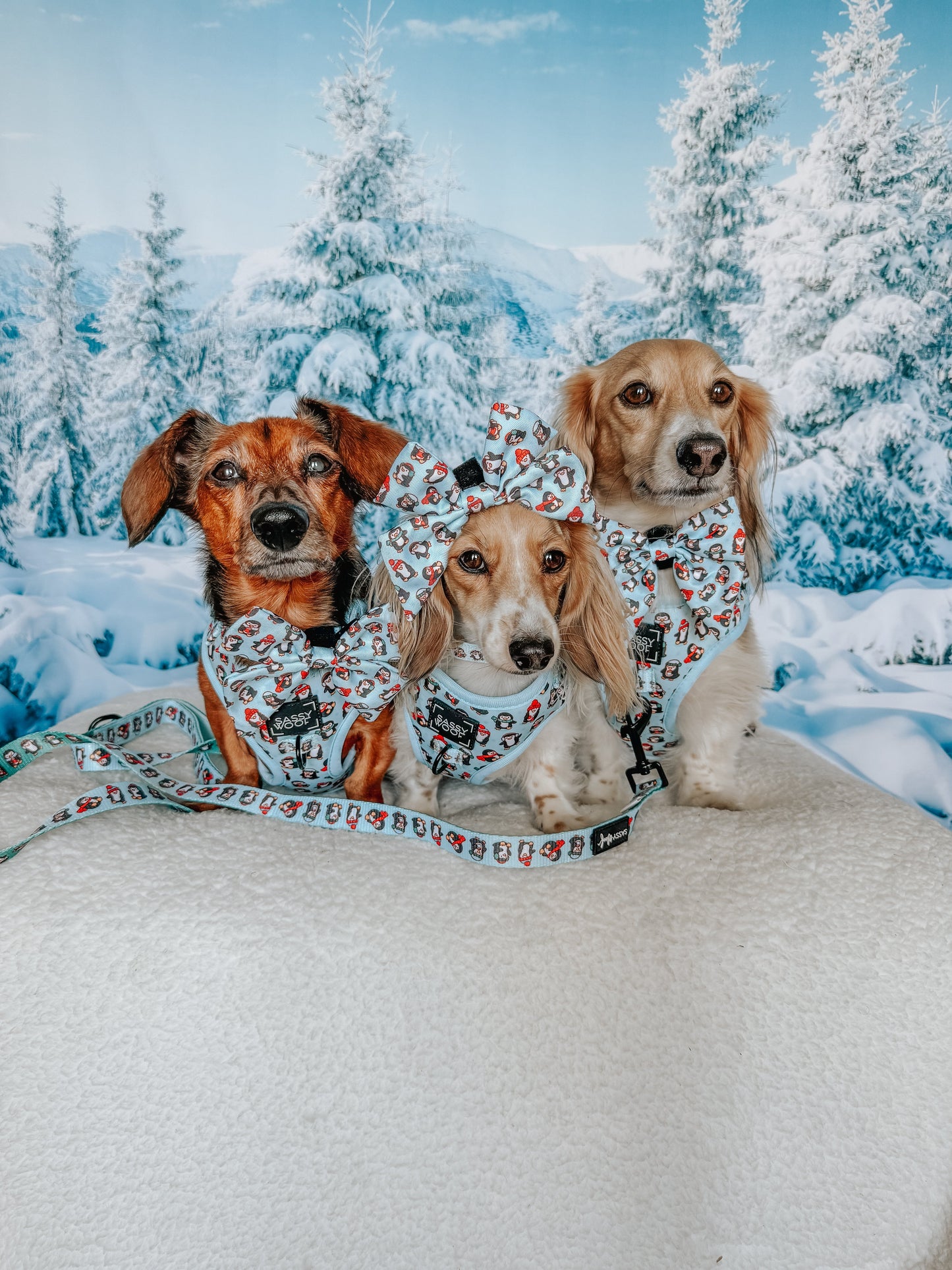 Dog Collar - Winter Waddleland