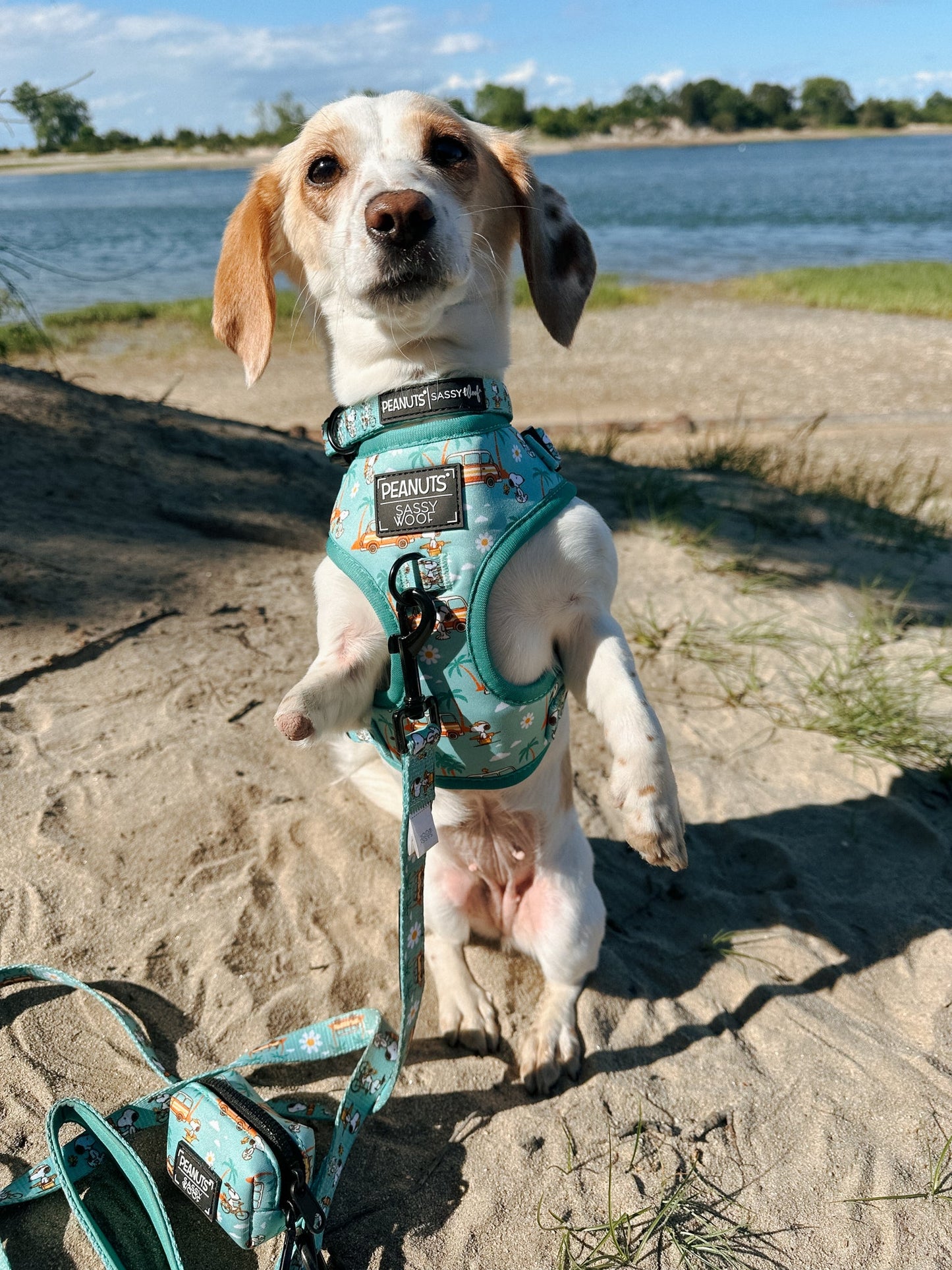 Dog Collar - Peanuts™ Road Tripping