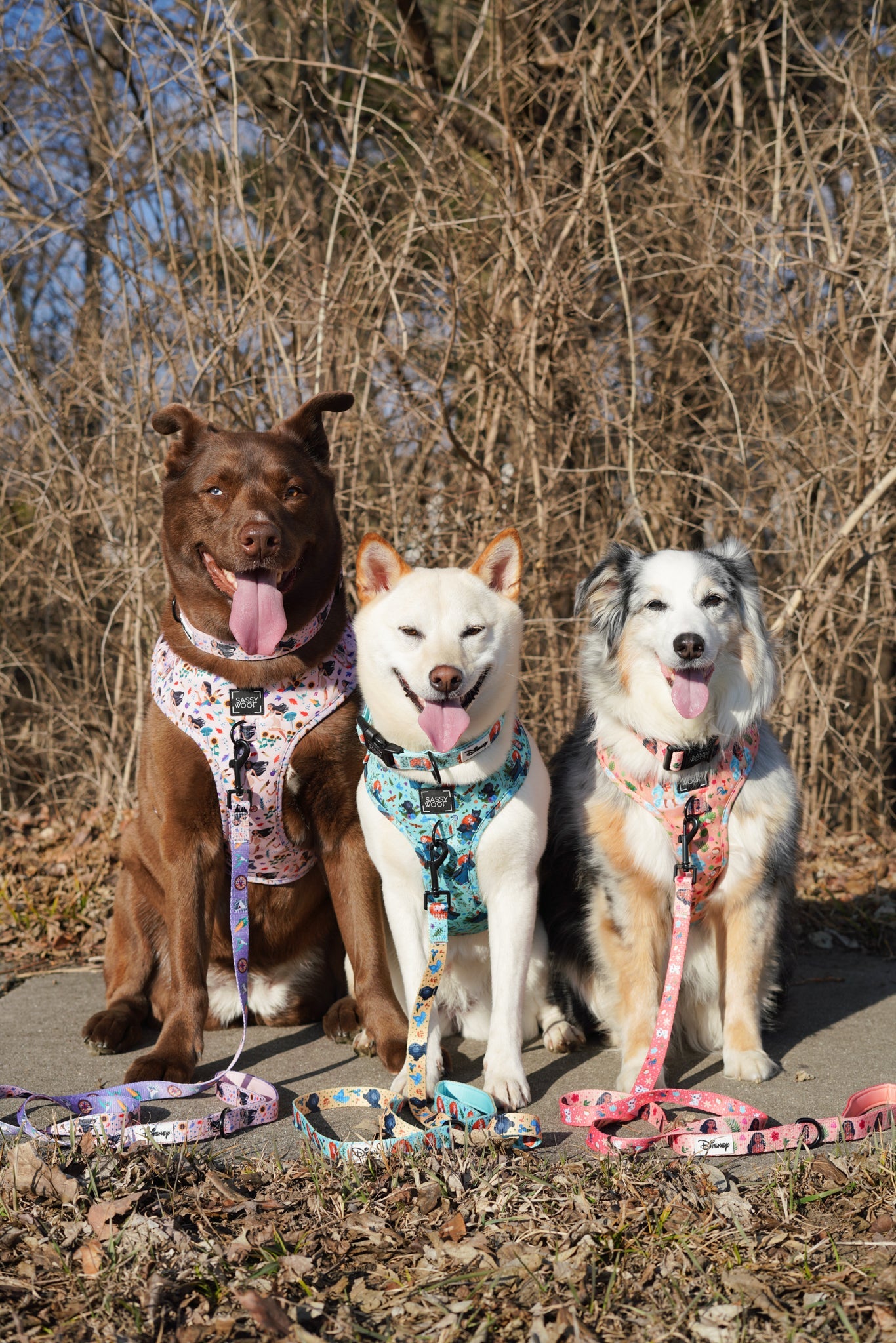 Dog Two Piece Bundle - Disney's Merida