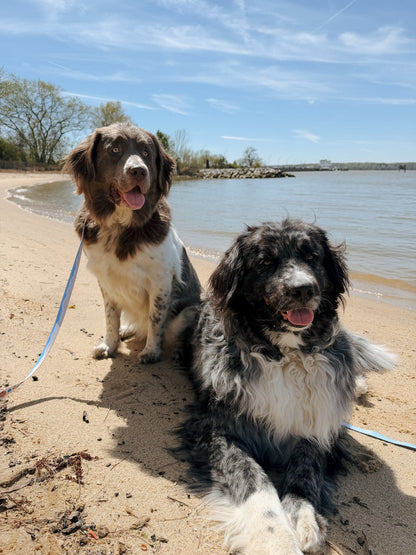 Dog Three Piece Bundle - Shell Yeah
