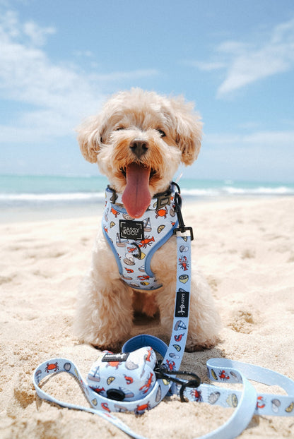 Dog Two Piece Bundle - Coastal Cuties