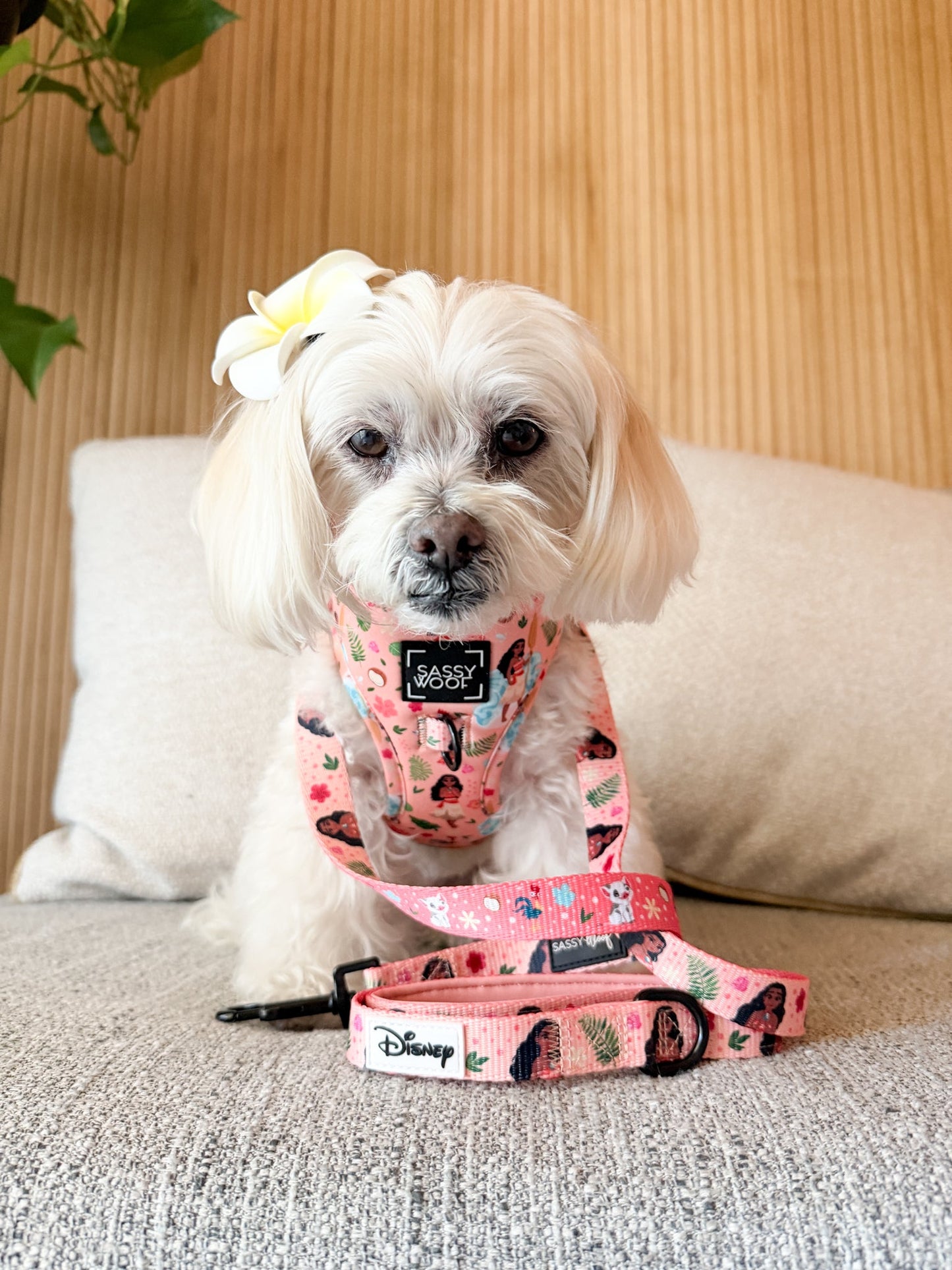 Dog Leash - Disney's Moana
