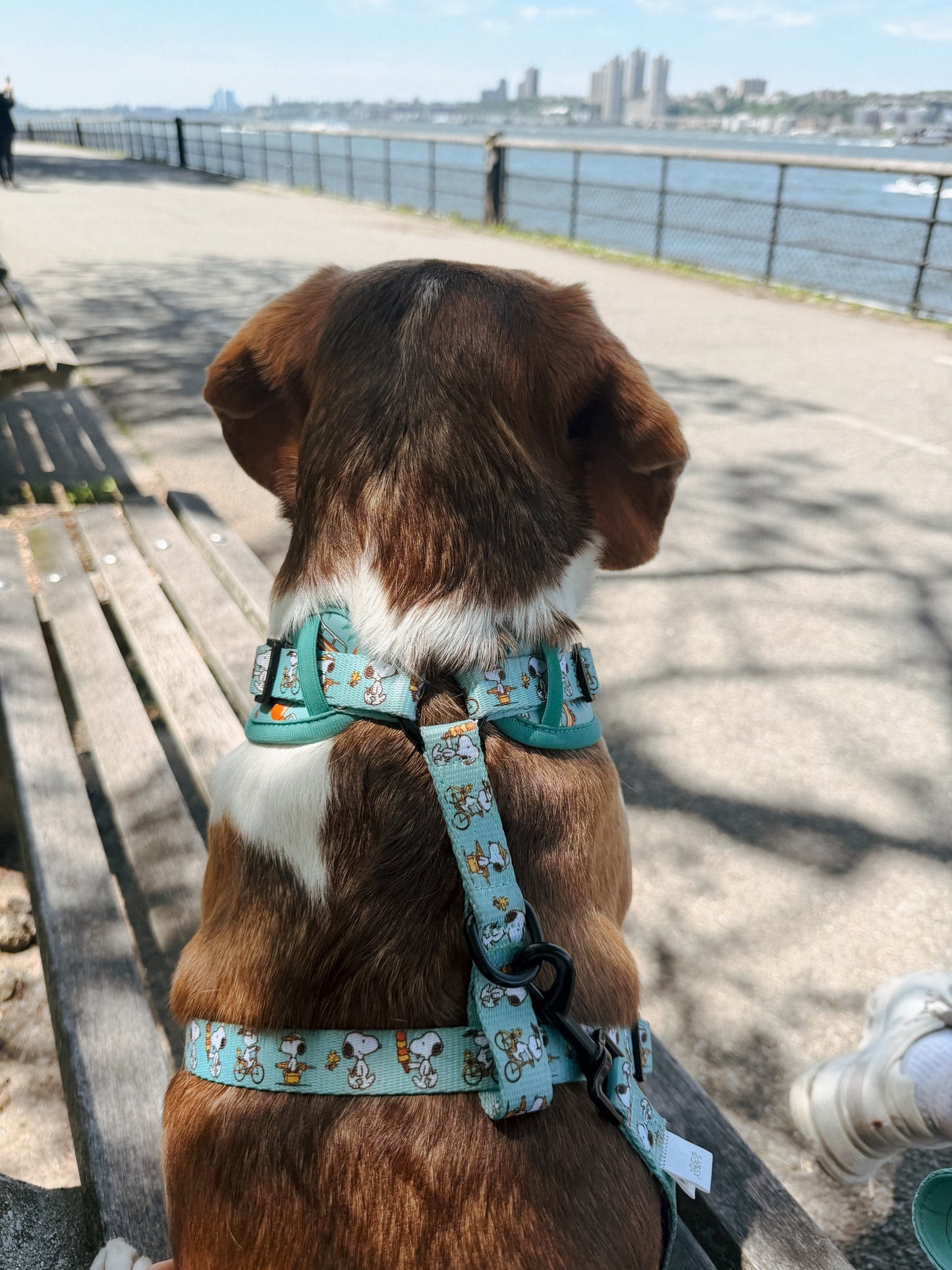 Dog Adjustable Harness - Peanuts™ Road Tripping