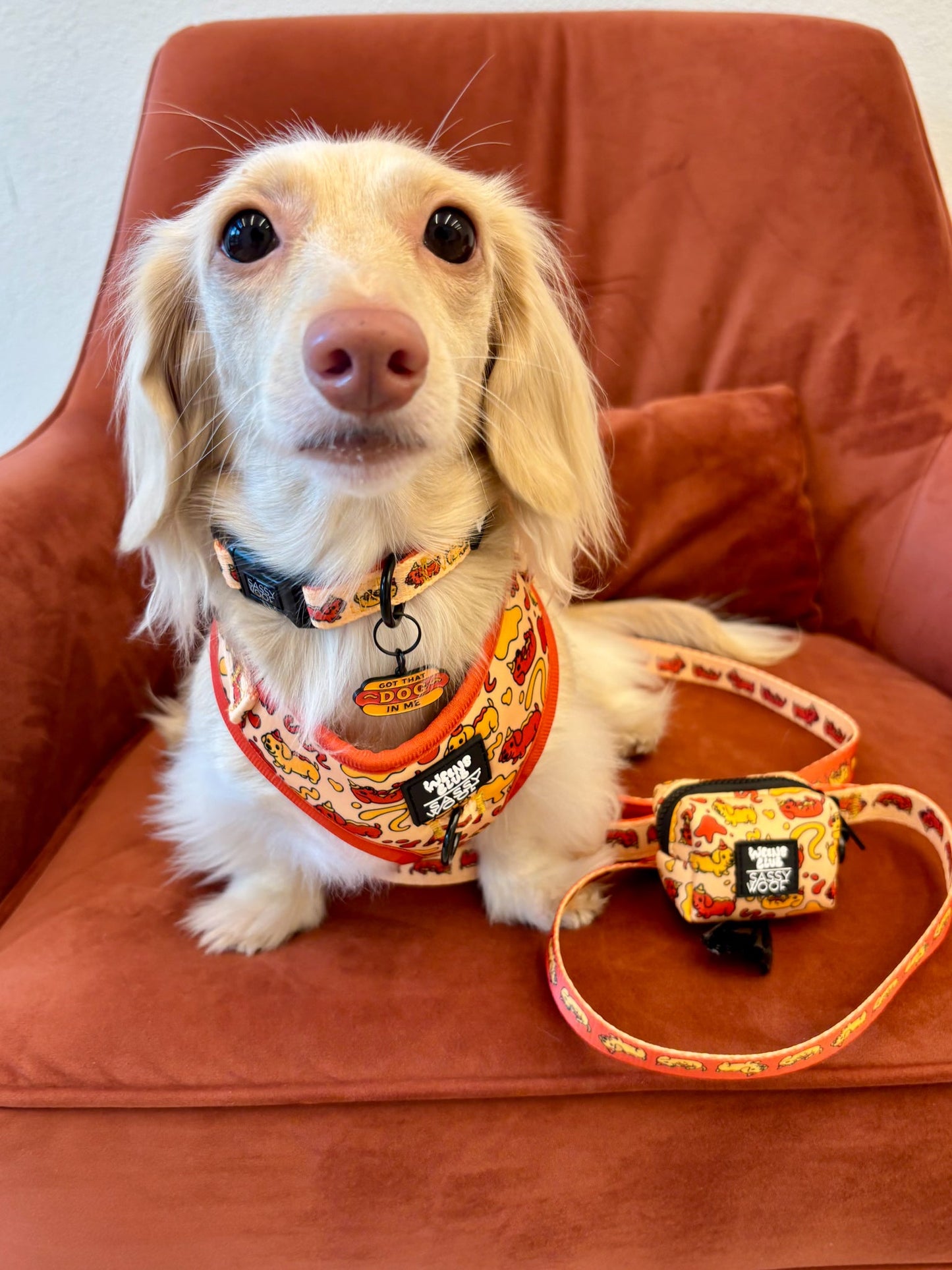 Dog Collar - Hot Dawg