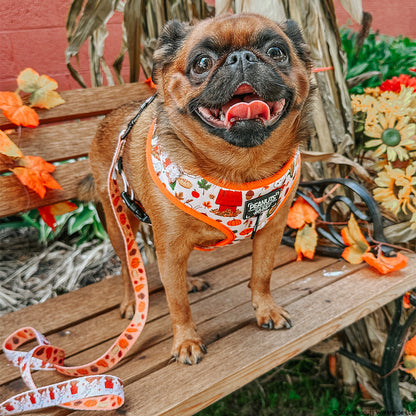 Dog Four Piece Bundle - Peanuts™ Harvest