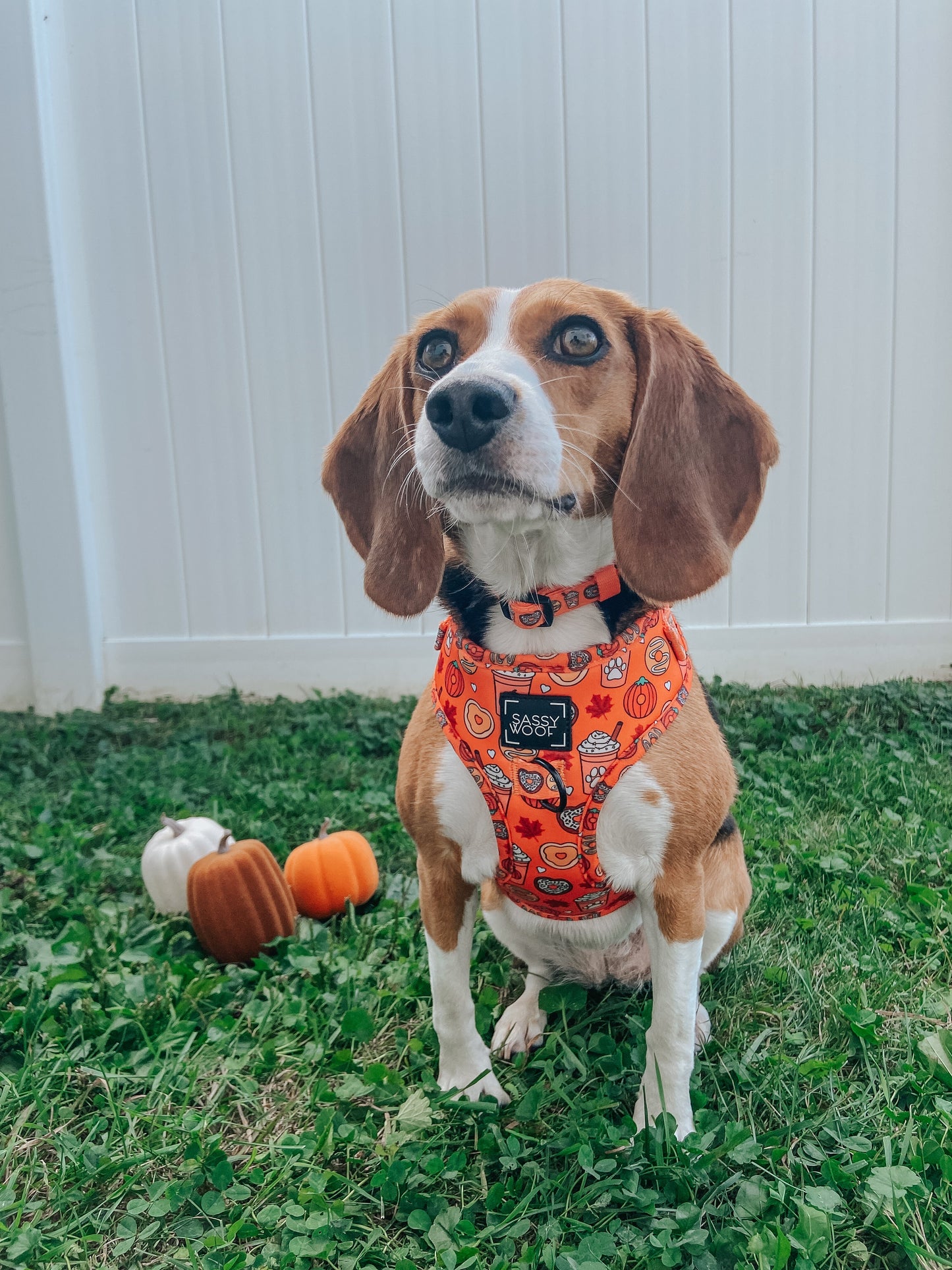 Dog Collar - Pupkin Donuts