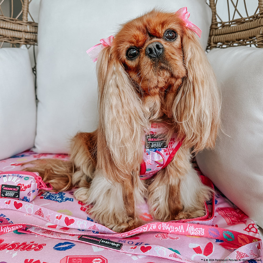 Dog Two Piece Bundle - Mean Girls™