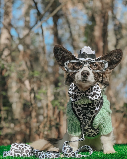 Dog Collar - Whole Milk