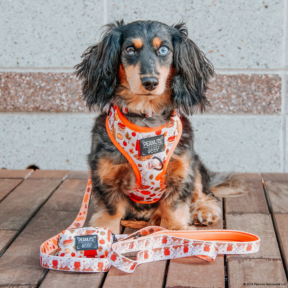 Dog Four Piece Bundle - Peanuts™ Harvest