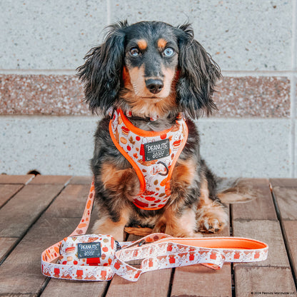 Dog Four Piece Bundle - Peanuts™ Harvest