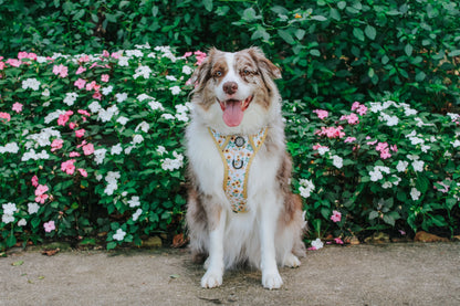 Dog Step-In Harness - Sunflower Dreams