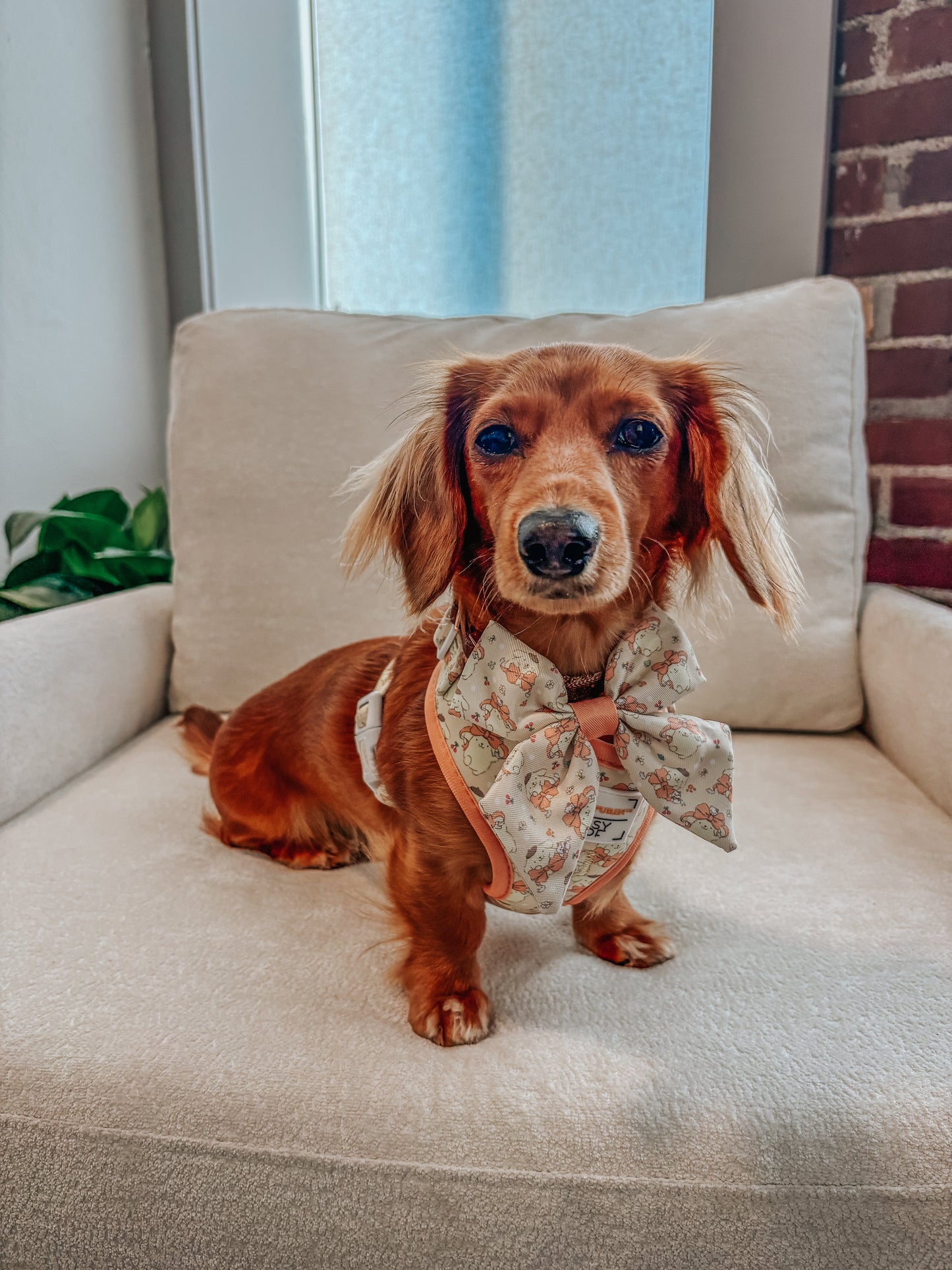 Dog Two Piece Bundle - Pompompurin™