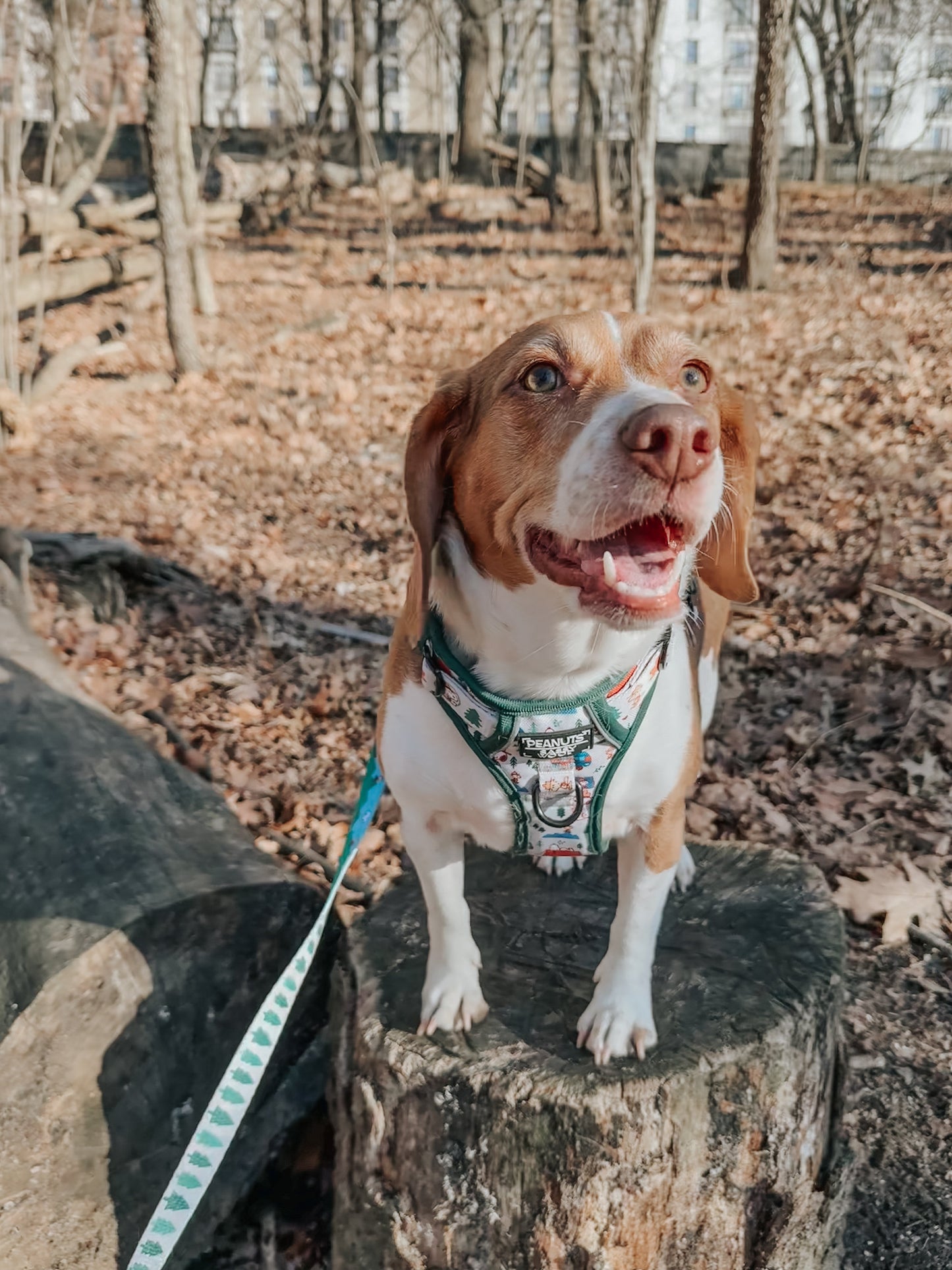 Dog Two Piece Bundle - Peanuts™ Beagle Scouts