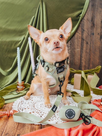 Dog Four Piece Bundle - Matcha