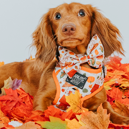 Dog Four Piece Bundle - Peanuts™ Harvest