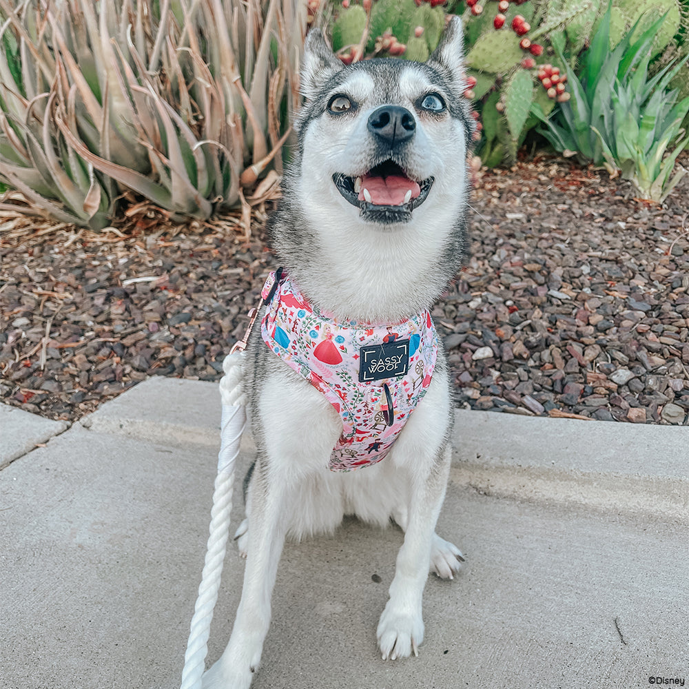 Harness Three Piece Bundle - Disney's Aurora