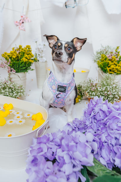 Dog Four Piece Bundle - Fleur de Sass