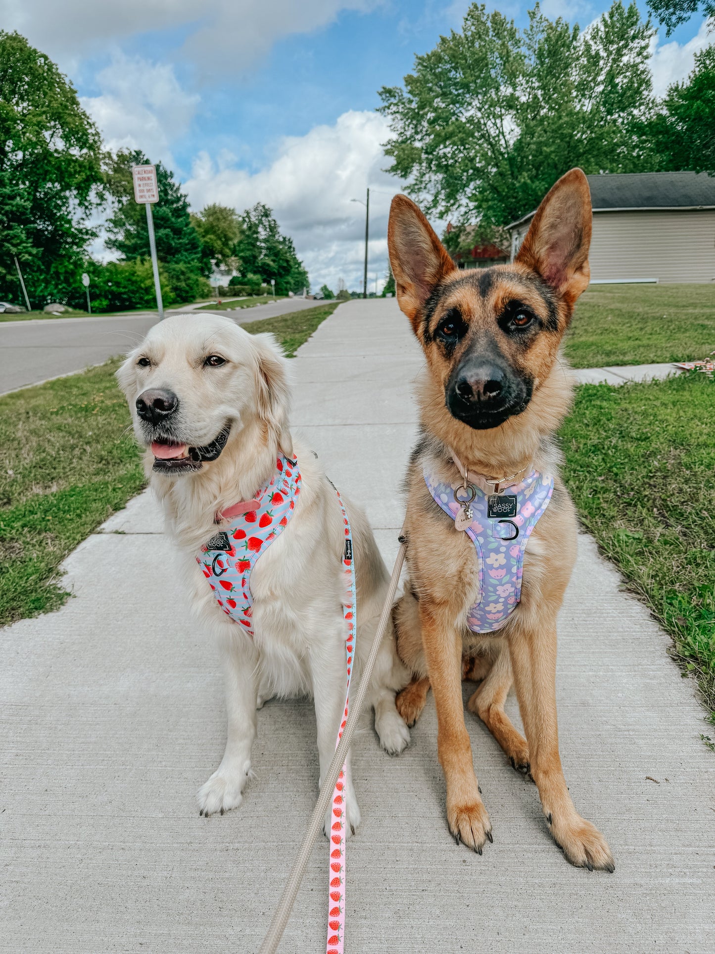 Dog Four Piece Bundle - Fleur de Sass